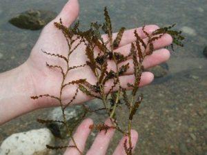 Photo of a hand holding curly-leafed pondweed