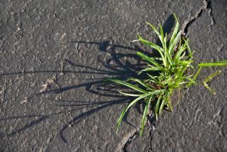 image of weeds popping up through a crack in the pavement