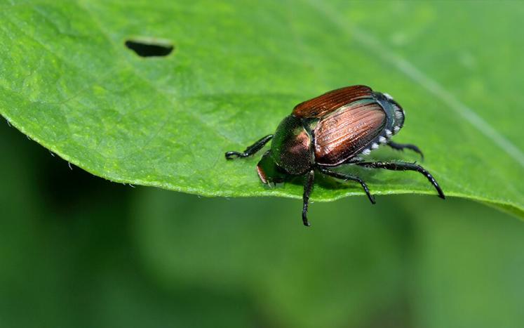 Photo of a Japanese beetle on a green leaf.