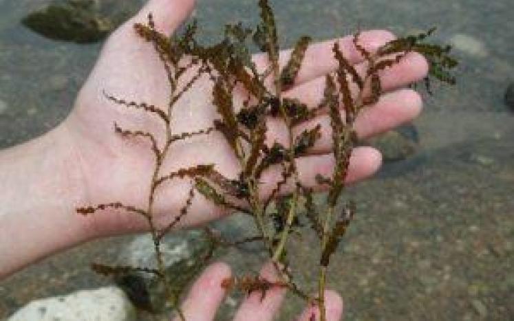 Photo of a hand holding curly-leafed pondweed