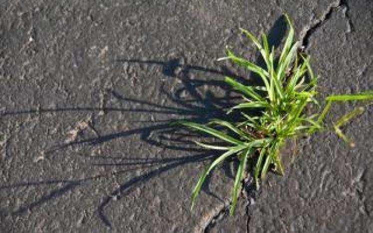 image of weeds popping up through a crack in the pavement