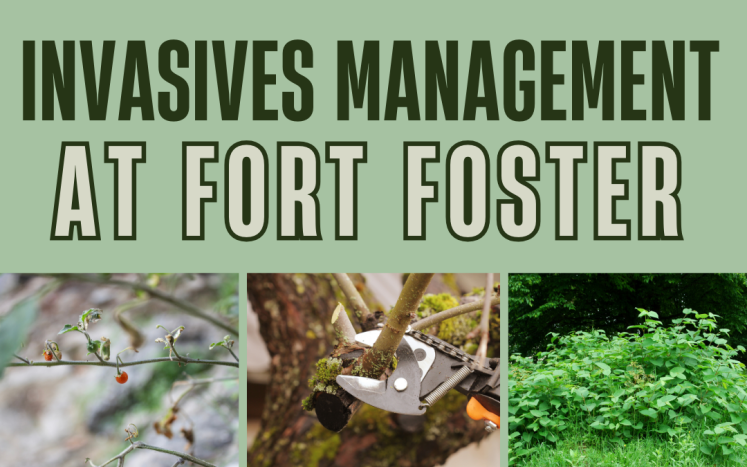 Image of invasive plants and text: invasives management at fort foster